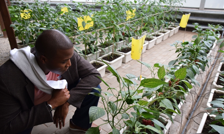 A man kneeling by a row of plants