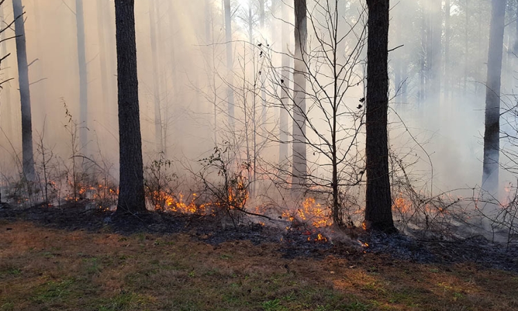 Prescribed burn near Griffin, Georgia