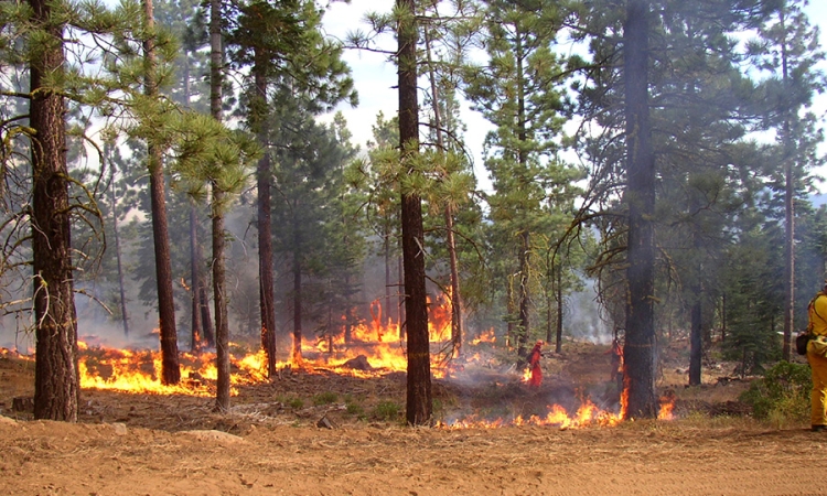 modest flames burn along the ground beneath a field of pine trees as a firefighter walks through the background 