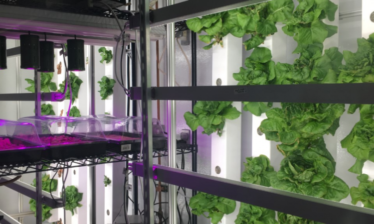 lettuce growing in a hydroponic facility 
