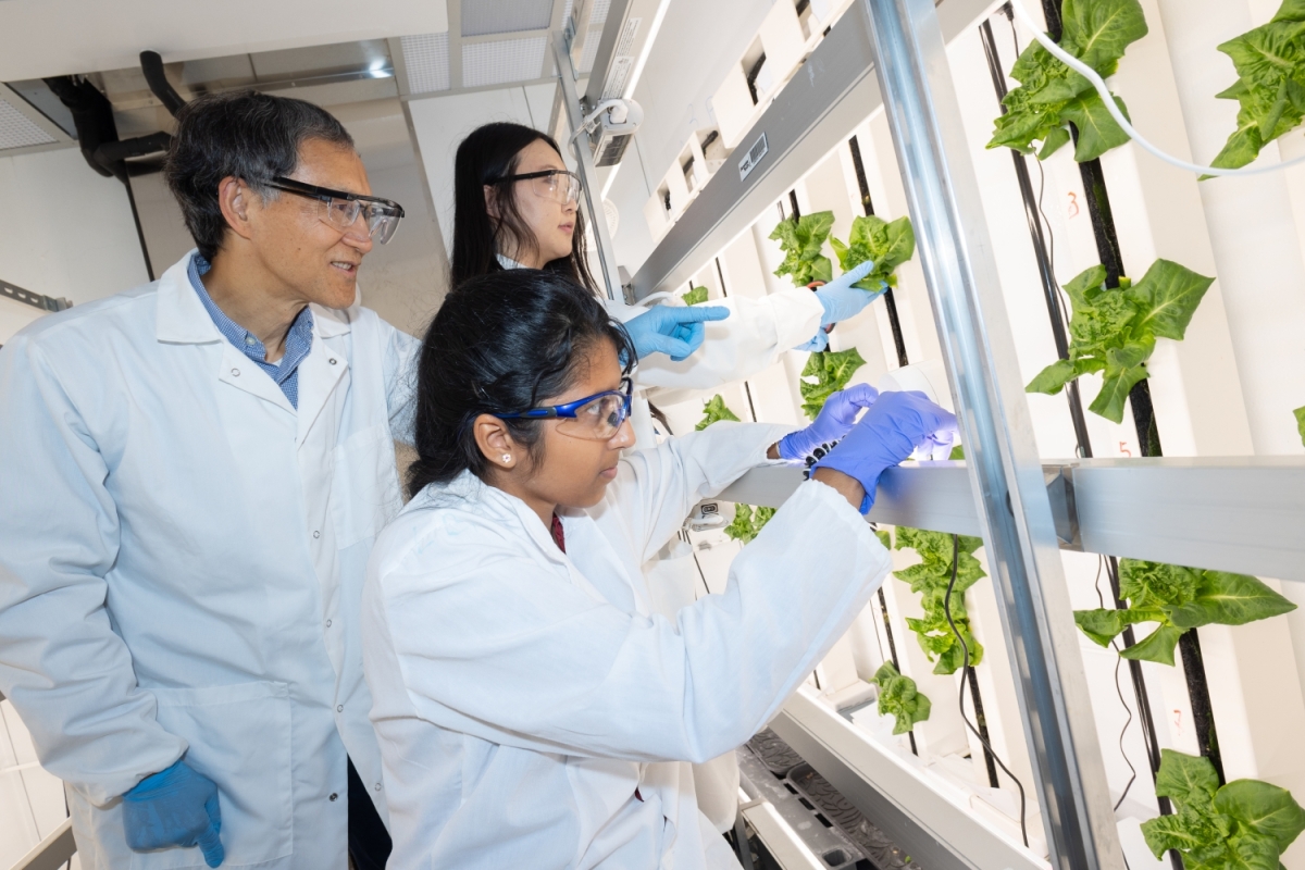 Three researchers in lab coats and glasses look at hydroponic lettuce
