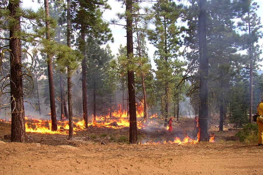 modest flames burn along the ground beneath a field of pine trees as a firefighter walks through the background